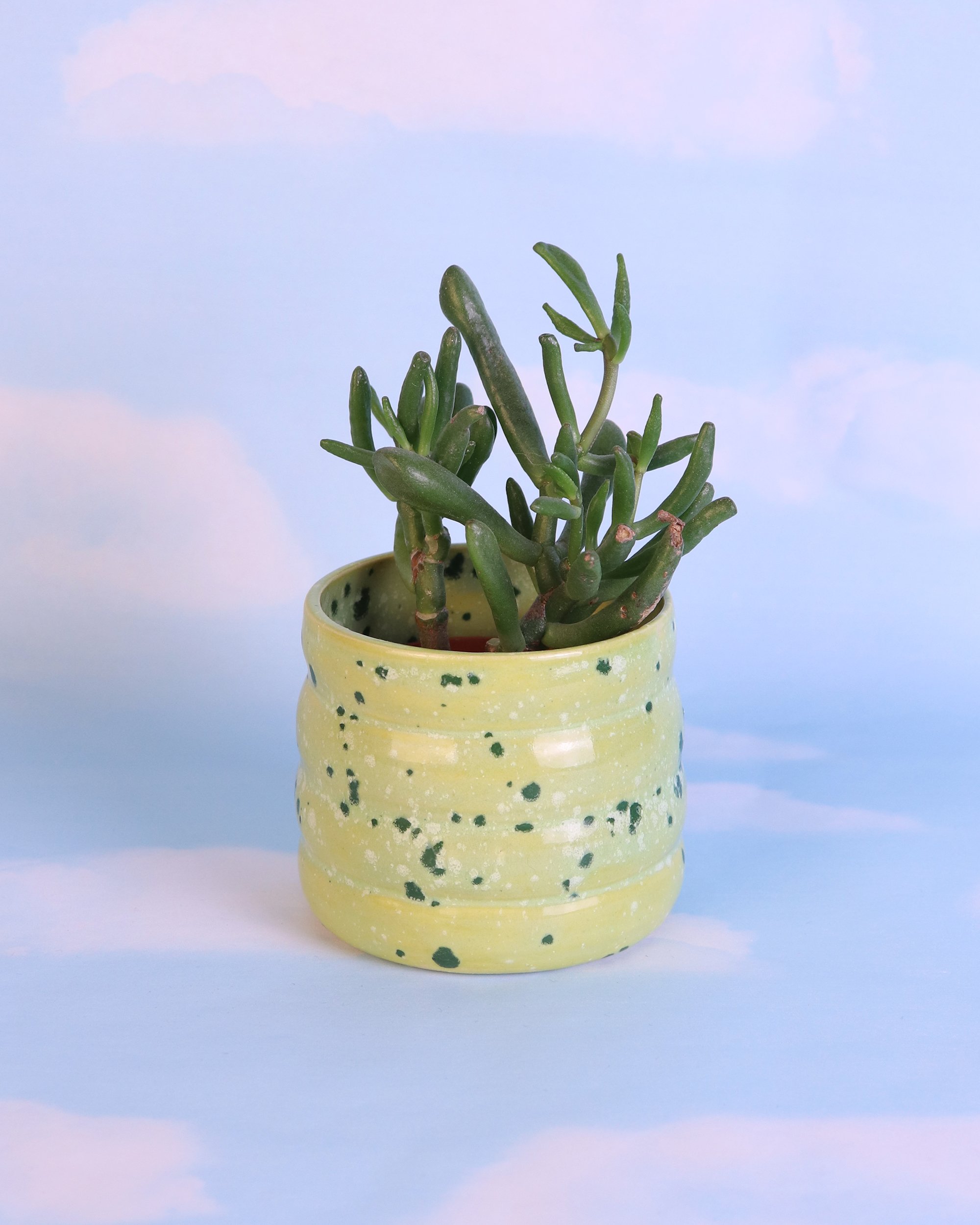 PLANTS — shop — Nightshift Ceramics